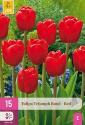 Tulipa triumph rood 15st - afbeelding 1