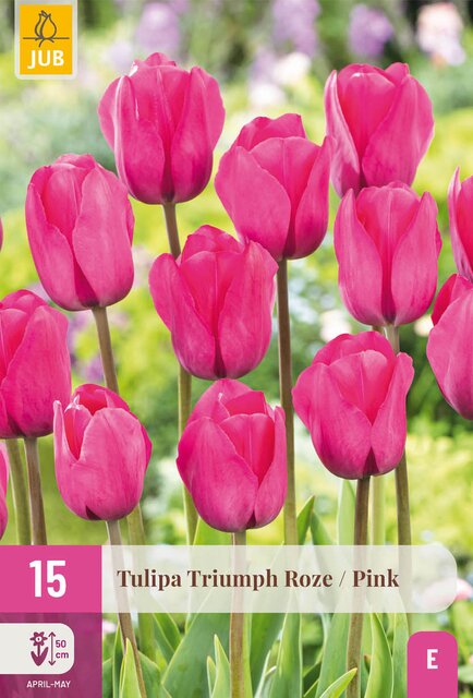 Tulipa triumph roze 15st - afbeelding 1