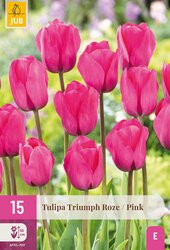 Tulipa triumph roze 15st - afbeelding 2