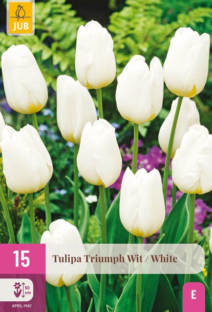 Tulipa triumph wit 15st - afbeelding 1