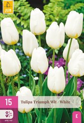 Tulipa triumph wit 15st - afbeelding 2