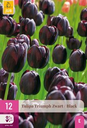 Tulipa zwart 12st - afbeelding 1