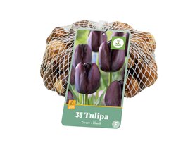 Tulipa zwart 35st - afbeelding 2