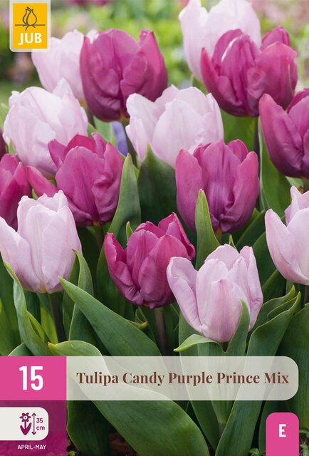 Tulpen candy purple prince mix 15st - afbeelding 1