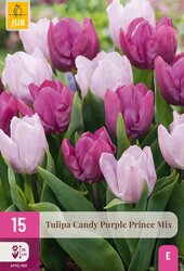 Tulpen candy purple prince mix 15st - afbeelding 2