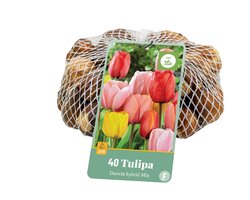 Tulpen darwin hybride mix 40st - afbeelding 2