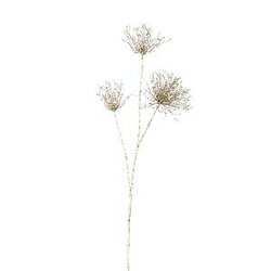 PTMD Twig Plant Champagne grevillea flower spray