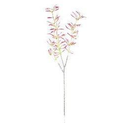 PTMD Twig Plant Pink anigozanthos spray
