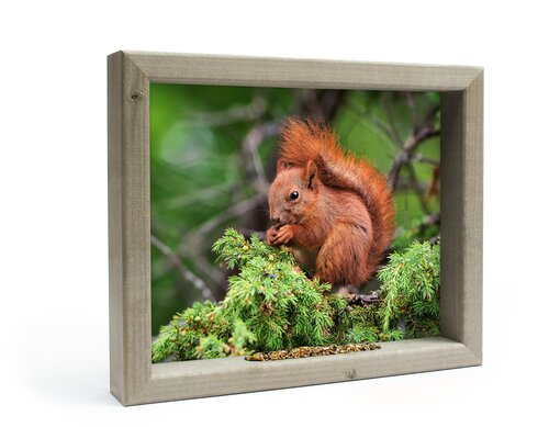 Vh Eekhoorn M 41X34Cm