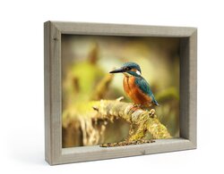 Vh Ijsvogel M 41X34Cm