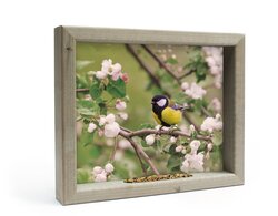 Vh Koolmees In Bloesem M 41X34Cm