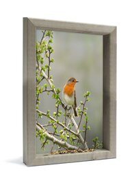 Vh Roodborst Doornstruik M 34X41Cm