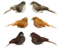Vogel op clip 6 assorti