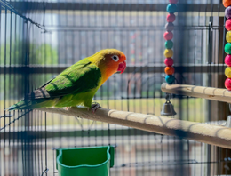 Vogelkooi accessoires